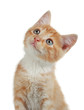 cute little kitten