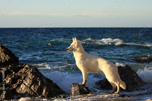 Photo: sguardo di lupo al mare sguardo di lupo al mare