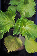 Shiso Plant Shiso Plant