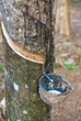 Rubber tree