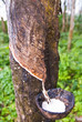 Rubber tree Rubber tree