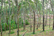 Rubber tree garden