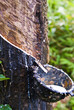 Rubber tree