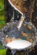 Rubber tree