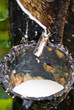 Rubber tree