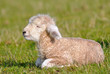 one day old lamb