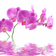 Pink Orchid