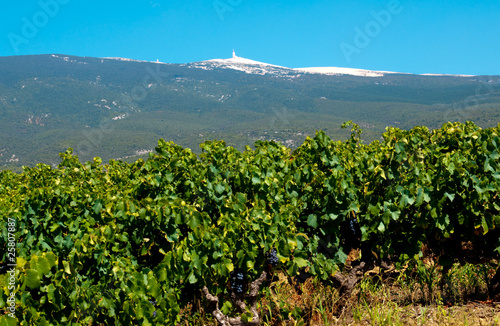 Photo: vignes en Provence vignes en Provence