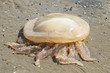 Méduse urticante