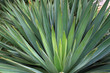 sisal