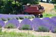 culture du lavandin 10 culture du lavandin 10