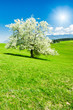 Tree in the spring
