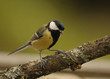 mésange mésange