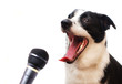 Singing dog Singing dog