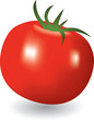 Vector illustration of the tomato Vector illustration of the tomato