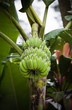 Banana tree