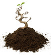 Surviving bonsai tree