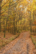 Autumn Forest