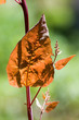 the yellow leaf