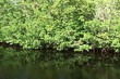 Mangrove Trees