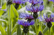 Körbchenblume