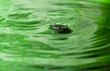 Pure green Pure green