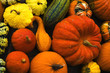 Foto: Kürbisernte vor Helloween Kürbisernte vor Helloween
