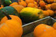 Foto: Kürbisernte vor Helloween Kürbisernte vor Helloween