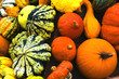 Foto: Kürbisernte vor Helloween Kürbisernte vor Helloween