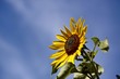 sunflower on blue sky