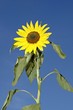 sunflower big
