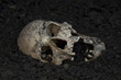 Real human skull configured as dead body on soil as crime scene.
