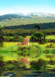 Wild african cheetah Wild african cheetah