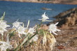 Sardegna - gigli marini Sardegna - gigli marini