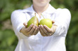 A woman's hands full of pears in sun light