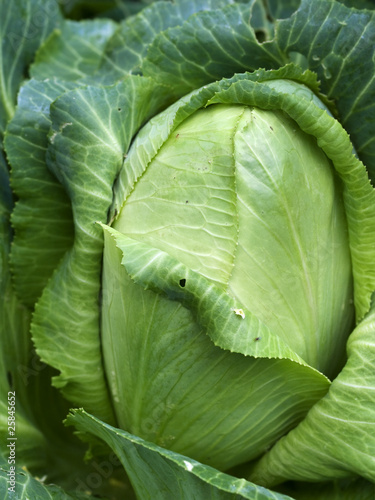 Photo: homegrown organic sugarloaf cabbage fresh vegetable homegrown organic sugarloaf cabbage fresh vegetable