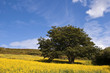 Arbre dans une prairie de fleurs jaunes