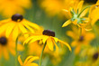 Rudbeckia
