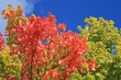 Herbstfarben, Laubwald, blauer Himmel Herbstfarben, Laubwald, blauer Himmel