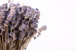 Dried lavender on white background with space for text Dried lavender on white background with space for text