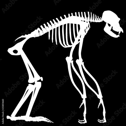 Chimpanzee on Chimpanzee Skeleton