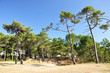forêt de pins