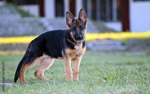 Photo: german shepard dog on the nature german shepard dog on the nature