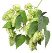 branch of hops on a white background branch of hops on a white background