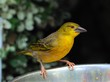 Yellow-green Vireo feeding