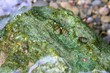 River freshwater snails over green musk stone