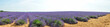 panoramique de lavande