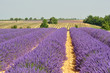 lavande en fleur 11