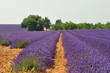 lavande en fleur 10 lavande en fleur 10
