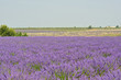 lavande en fleur 9